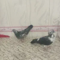 جفت سوسگی دواتا|پرنده|اردبیل, |دیوار