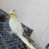 عروس هلندی گمشده
