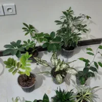 ۹ عدد گل فقط تا فردا