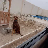 سگ دوبرمن|سگ|رامجین, |دیوار