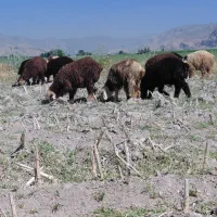 بره ماده خوب ترکی