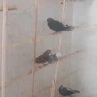 کبوترپرشی|پرنده|قزوین, |دیوار