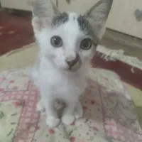 واگذاری رایگان