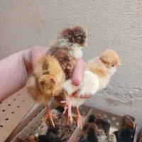 جوجه سلطان جوجه کا کلی جوجه رنگی