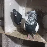 کفتر|پرنده|مشکیندشت, |دیوار