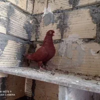 کفتر|پرنده|اسلامیه, |دیوار