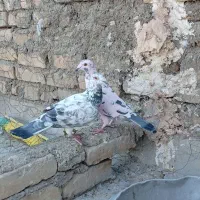 بزک سیاه پلاکی