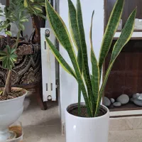 گل آپارتمانی|گل و گیاه طبیعی|یزد, |دیوار