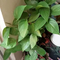 گل های خوشکل آپارتمانی|گل و گیاه طبیعی|بیرجند, |دیوار