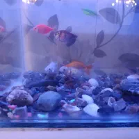 ماهی|ماهی|مرند, |دیوار