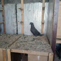 کفتر بهبهانی جفتی