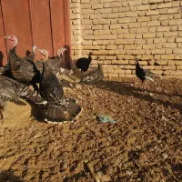 بوقلمون مرغ غاز|حیوانات مزرعه|شیراز, گویم|دیوار