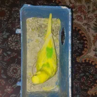 مرغ عشق مولد با قیمت استثنایی|پرنده|شیراز, دلجو|دیوار
