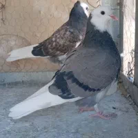 کفتر شازده و قاره و هما پرشی ساعت سنگین