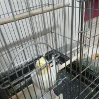 عروس هل۱۰۰۰۰۰۰