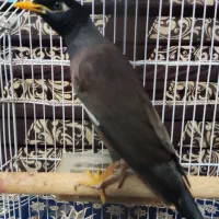 مینا|پرنده|بندرعباس, |دیوار