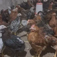 جوجه سه نیم ماهه