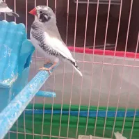 فنچ درجه یک بالغ