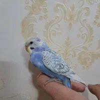 تعدادی مرغ عشق|پرنده|فولادشهر, مسکن مهر فولادشهر|دیوار