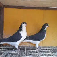 دو جفت کبوتر شهری ابپخش|پرنده|بوشهر, |دیوار