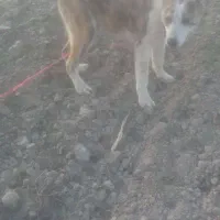 سگ نر|سگ|گنبد کاووس, |دیوار