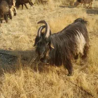 دوبر اصل|حیوانات مزرعه|صمصامی, |دیوار