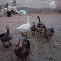 غاز|حیوانات مزرعه|حمیدیه, |دیوار