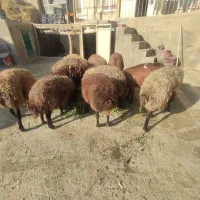 میش
