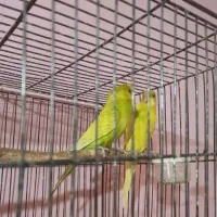 مرغ عشق