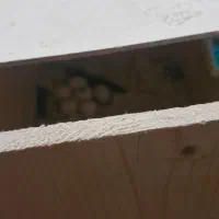 یک جفت عروس هلندی با قفس|پرنده|رشت, بلوار گیلان|دیوار