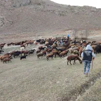 گوسفند زنده قربانی شیشک وبره