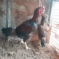 خروس لاری افغانی اصیل|حیوانات مزرعه|قائم‌شهر, |دیوار