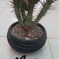 گل گیاه|گل و گیاه طبیعی|مشهد, شهرک صنعتی توس|دیوار