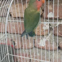 کوتوله برزیلی|پرنده|ارومیه, |دیوار