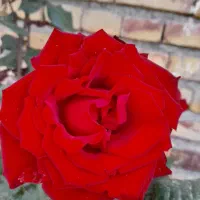 پیشنهاد کاری