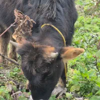 گوساله نر|حیوانات مزرعه|سنگر, |دیوار