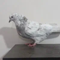 کفتر گرفتنی