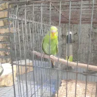 یه جفت مرغ عشق مولدبایه جوجه بفروش میرسد|پرنده|شیراز, شهرک کوشکک|دیوار