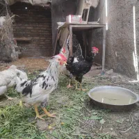 جوجه خروس|حیوانات مزرعه|تهران, آبشار|دیوار