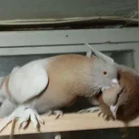 انواع کبوتر عکس ندارم همین عکس ها رو داشتم