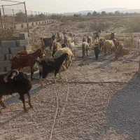 بزومیش محلی وترکی