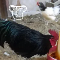 فروش ۳۰ قطعه لاکنولدر استرالورپ ویاندوت بلورد|حیوانات مزرعه|محلات, |دیوار