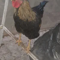 سه عدد خروس