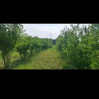 زمین باغ 140مترسنددارامتیازآب فنس کشی آماده|فروش زمین و ملک کلنگی|گرگان, |دیوار