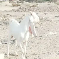 نر گلابی|حیوانات مزرعه|بندرعباس, |دیوار