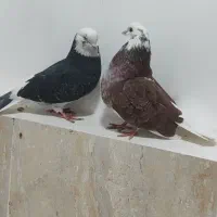 کبوتر غریب|پرنده|کوهدشت, |دیوار