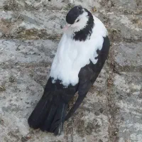 کبوترسینه کله سبز ساده کاکلی چپ خال سیاه|پرنده|مشهد, امیریه|دیوار