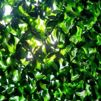 چمن و فنس چمنی|مصالح و تجهیزات ساختمان|هشتگرد, شهرک افشاریه|دیوار