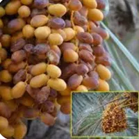 خرما محلی درجه یک