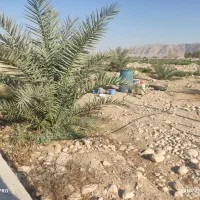 فروش یک ونیم هکتار زمین کشاورزی|فروش زمین و ملک کلنگی|ریز, |دیوار